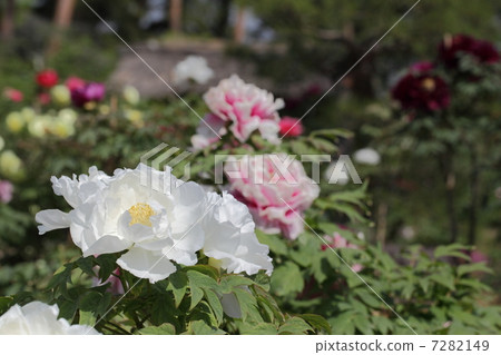 Peony 7282149