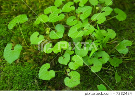 Futaba ooi Futaba ooi 7282484