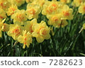 Narcissus 7282623