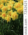 Narcissus 7282625