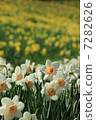 Narcissus 7282626