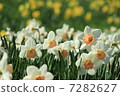 Narcissus 7282627