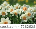 Narcissus 7282628