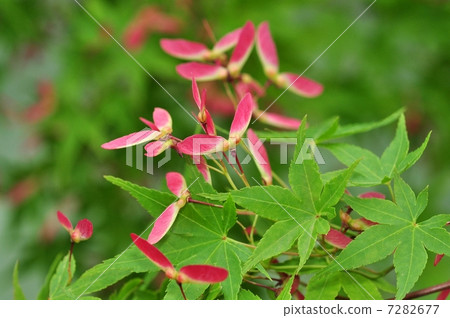 掌槭 掌槭 7282677