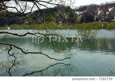 Fresh green Shirakawa lake 7282730