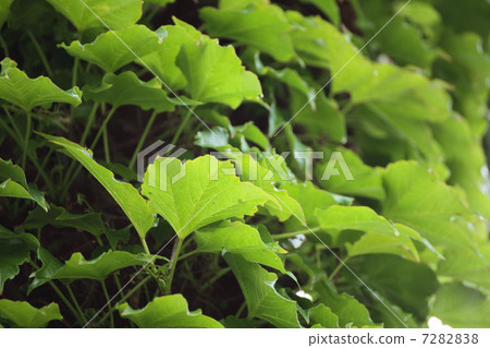 年輕人在雨中留下發光 7282838