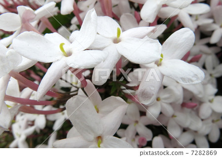 Tea Cazra Flower 7282869