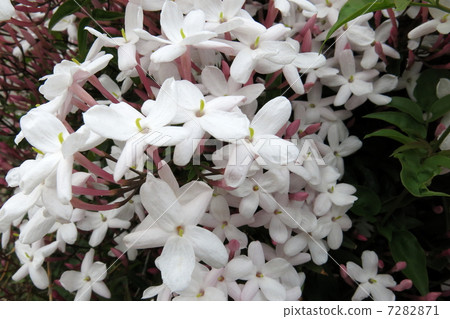 Jasmine incense 7282871