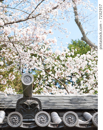 Cherry blossoms and ogres Cherry blossoms and ogres 7282957