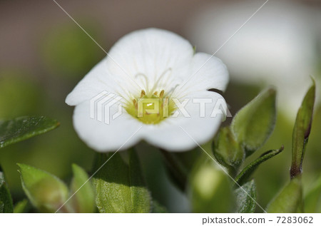 Arenalia · Montana 7283062