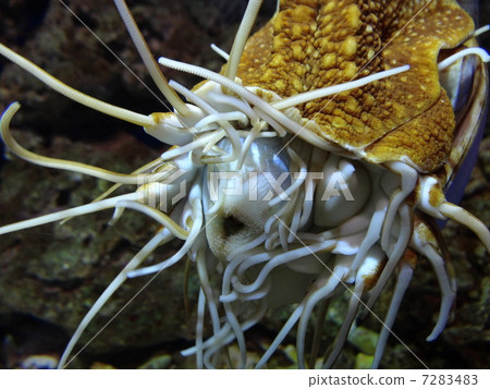 Aquarium creatures Parrots 7283483