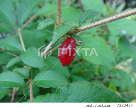 Fruit ups of Fukayama Yubari Kagura 7283484