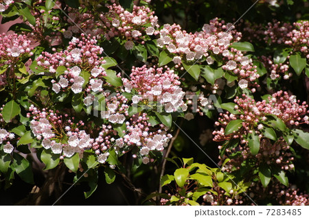 Calmia american rhododendron 7283485