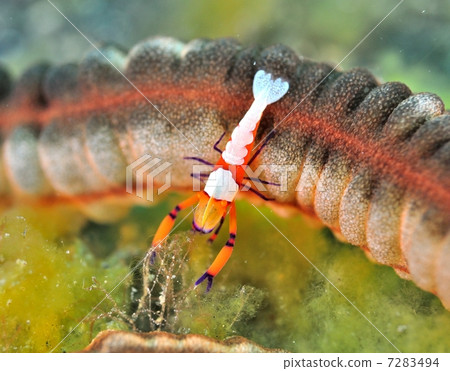 Periclimenes大將軍 7283494