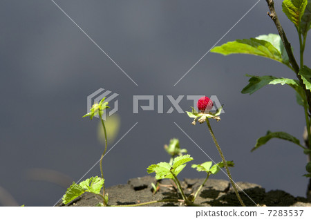 蛇草莓的果子 7283537