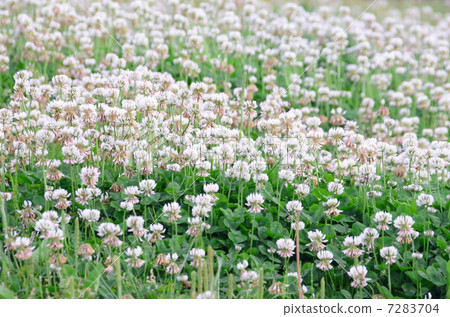 白三葉草 7283704