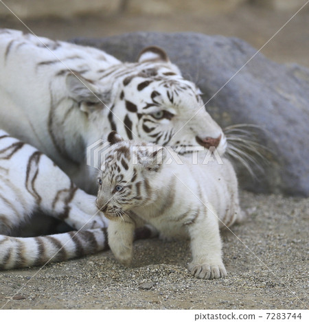 白虎寶寶 白虎寶寶 7283744