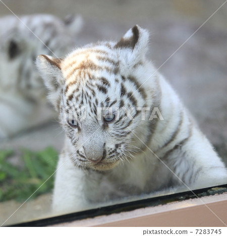 White Tiger Baby 7283745