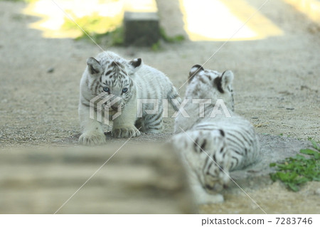White Tiger Baby White Tiger Baby 7283746