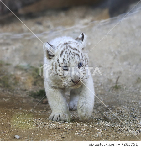 白虎寶寶 7283751