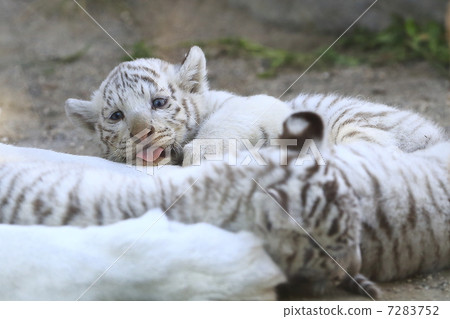 白虎寶寶 7283752