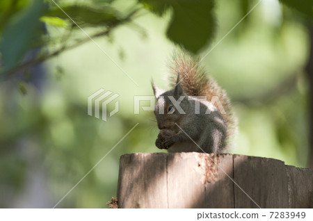 日本猴子 7283949