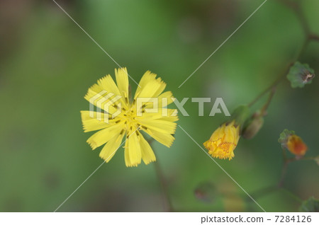 Onita Birako Onita Birako 7284126