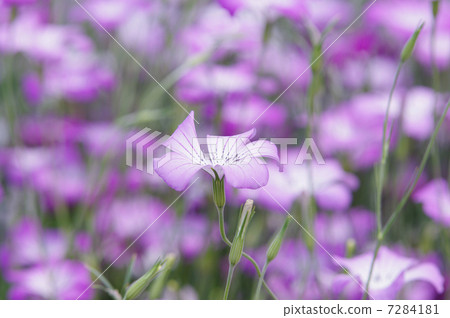 Agurosutenma 7284181