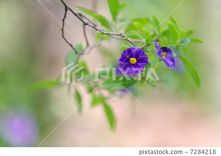 Solanum · Lantoneeti Solanum · Lantoneeti 7284218