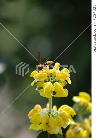 Segro caterpillar falling in Jerusalem sage Segro caterpillar falling in Jerusalem sage 7284326