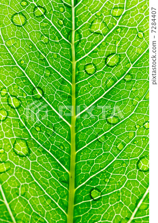 Rain and leaves 7284407