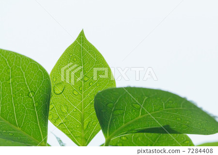 Rain and leaves 7284408