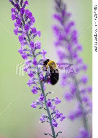 Kimune bee Kimune bee 7284495