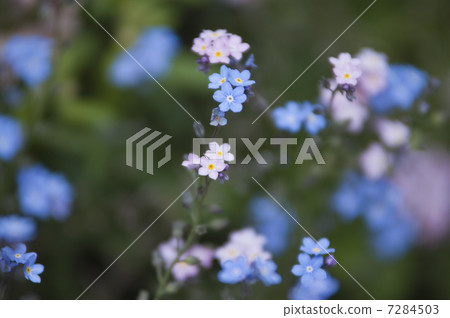 Waslenagsa 7284503