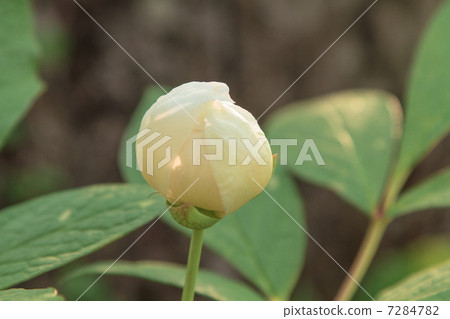 山牡丹儀式在夕陽中略微染色 7284782