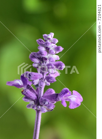 Blue salvia flower Blue salvia flower 7284821