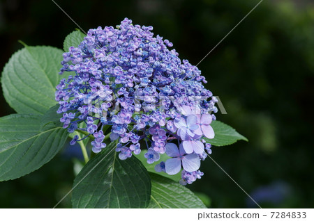 Vortex hydrangea It is sometimes called Uzujisai Otofuku. 7284833