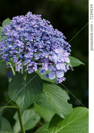 Vortex繡球花它有時被稱為Uzujisai Otofuku。 7284834