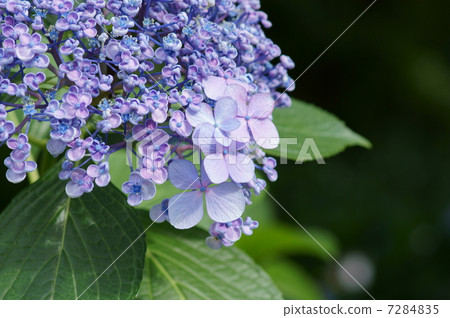 Vortex繡球花它有時被稱為Uzujisai Otofuku。 Vortex繡球花它有時被稱為Uzujisai Otofuku。 7284835