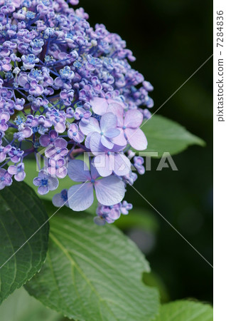 Vortex繡球花它有時被稱為Uzujisai Otofuku。 7284836