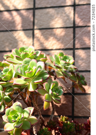 多汁植物·傍晚的太陽和彩虹球 多汁植物·傍晚的太陽和彩虹球 7284885