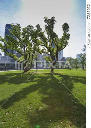 樹的陰影 7285052