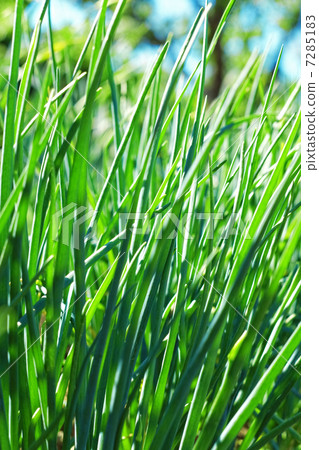 Young onion in garden. Close-Up Young onion in garden. Close-Up 7285183