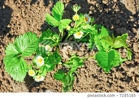 Bush of strawberries. Close-Up. 7285185