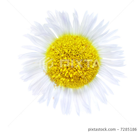 Single camomiles isolated on a white background Single camomiles isolated on a white background 7285186