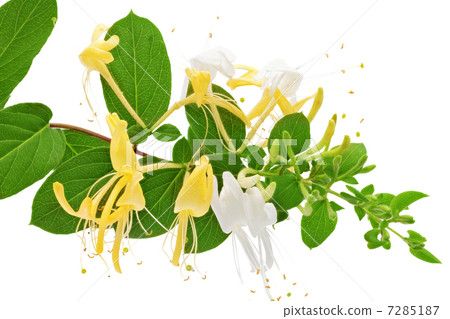 Flowering white-yellow Honeysuckle(Woodbine).Isolated 7285187