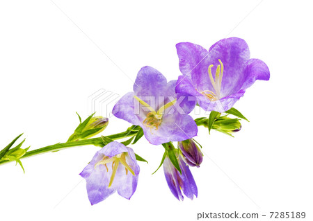Bluebell on the white background. Close-Up Bluebell on the white background. Close-Up 7285189