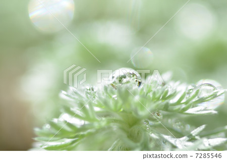 Drop of morning mist grass 7285546
