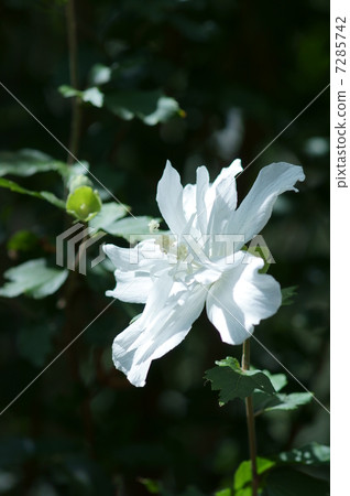 Kinu grand bloomed. White variety 7285742