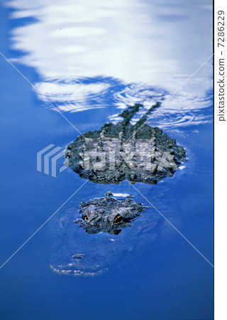 美國短吻鱷 美國短吻鱷 7286229